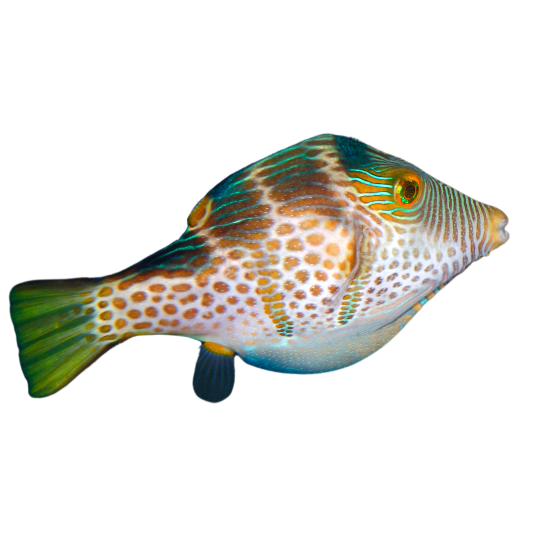 Valentini Pufferfish (small)