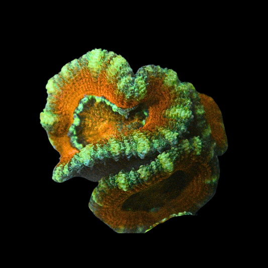 WYSIWYG Acan Frag 48