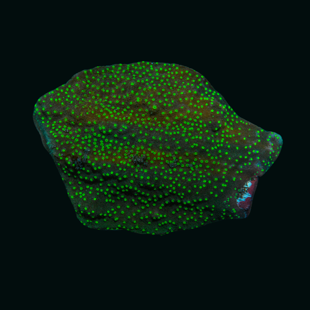 WYSIWYG Green Montipora 1