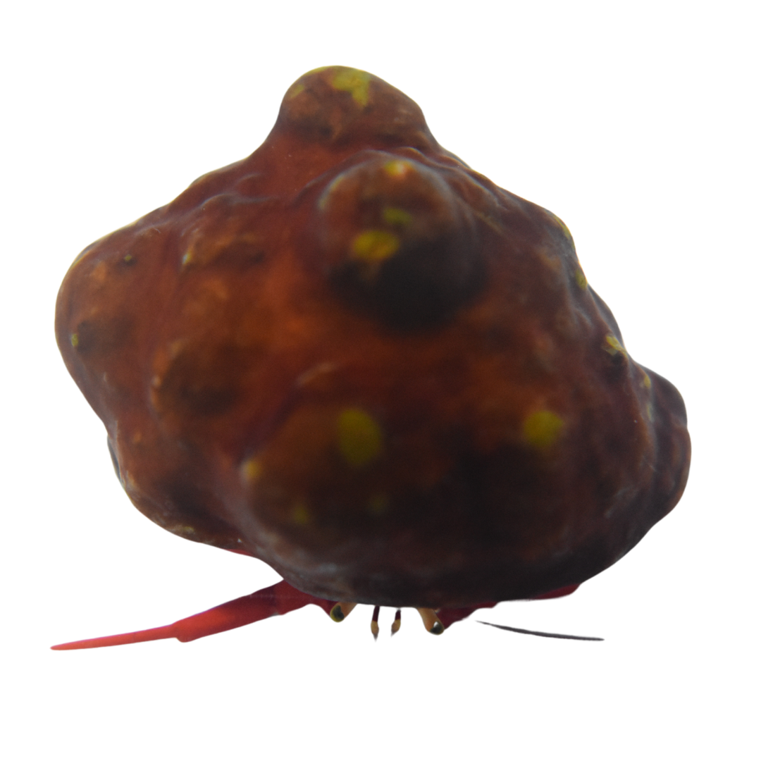 Jumbo Encrusted Scarlet Hermit Crab (5 pack)