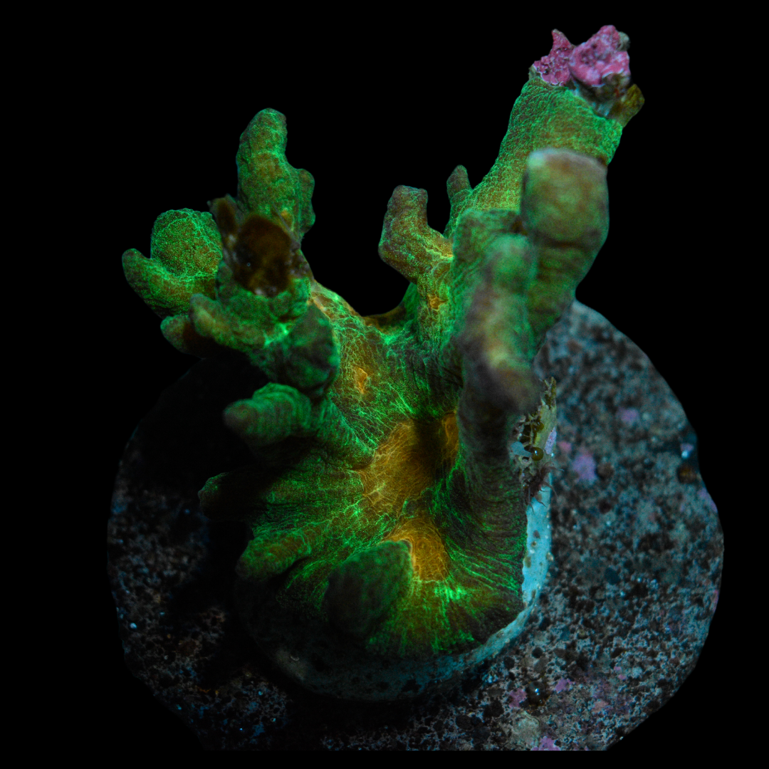 Pectinia Coral 1