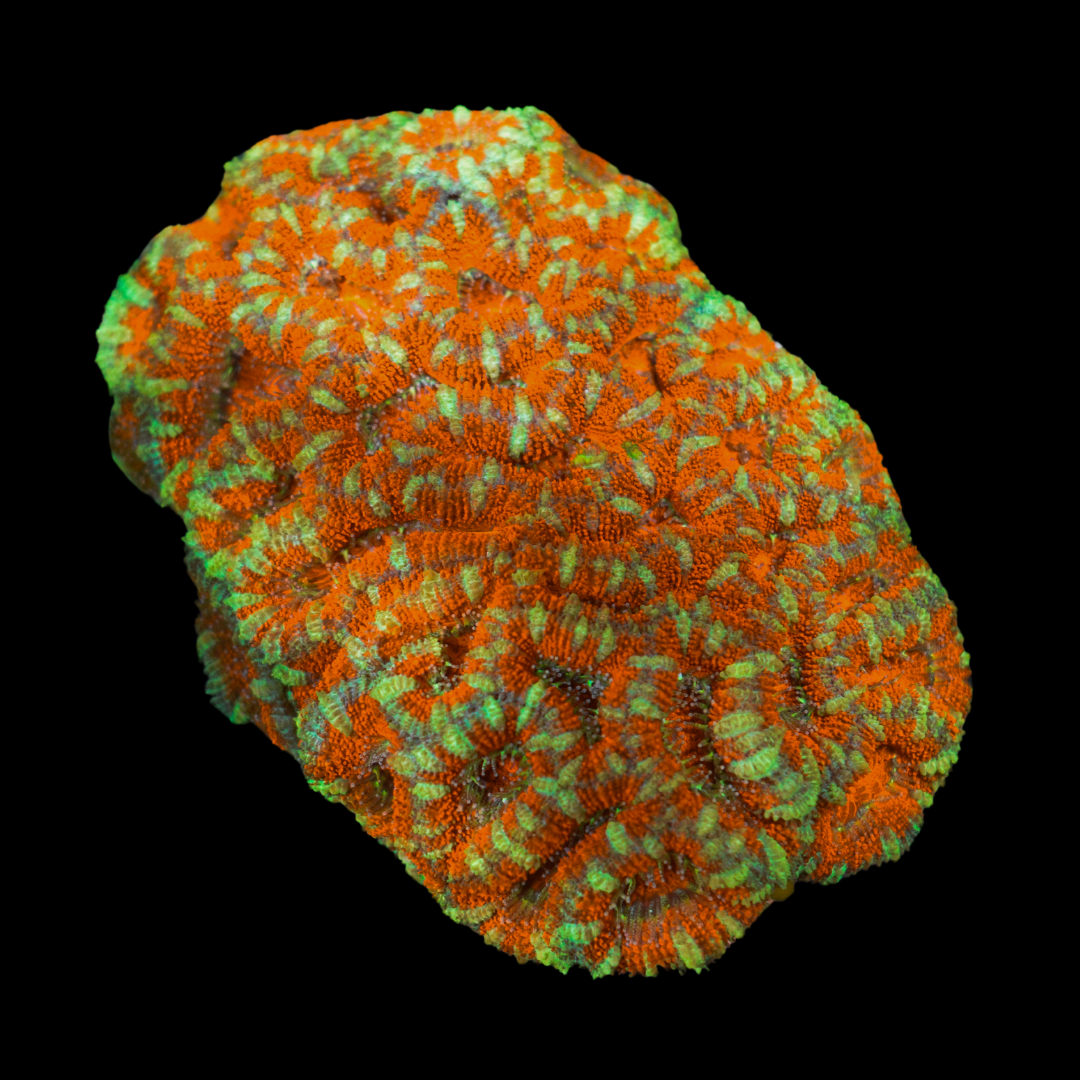 Acan Coral 1