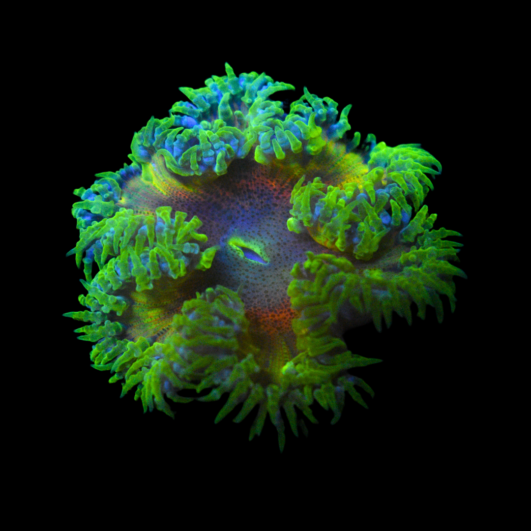 WYSIWYG Ultra Rock Flower Anemone 16