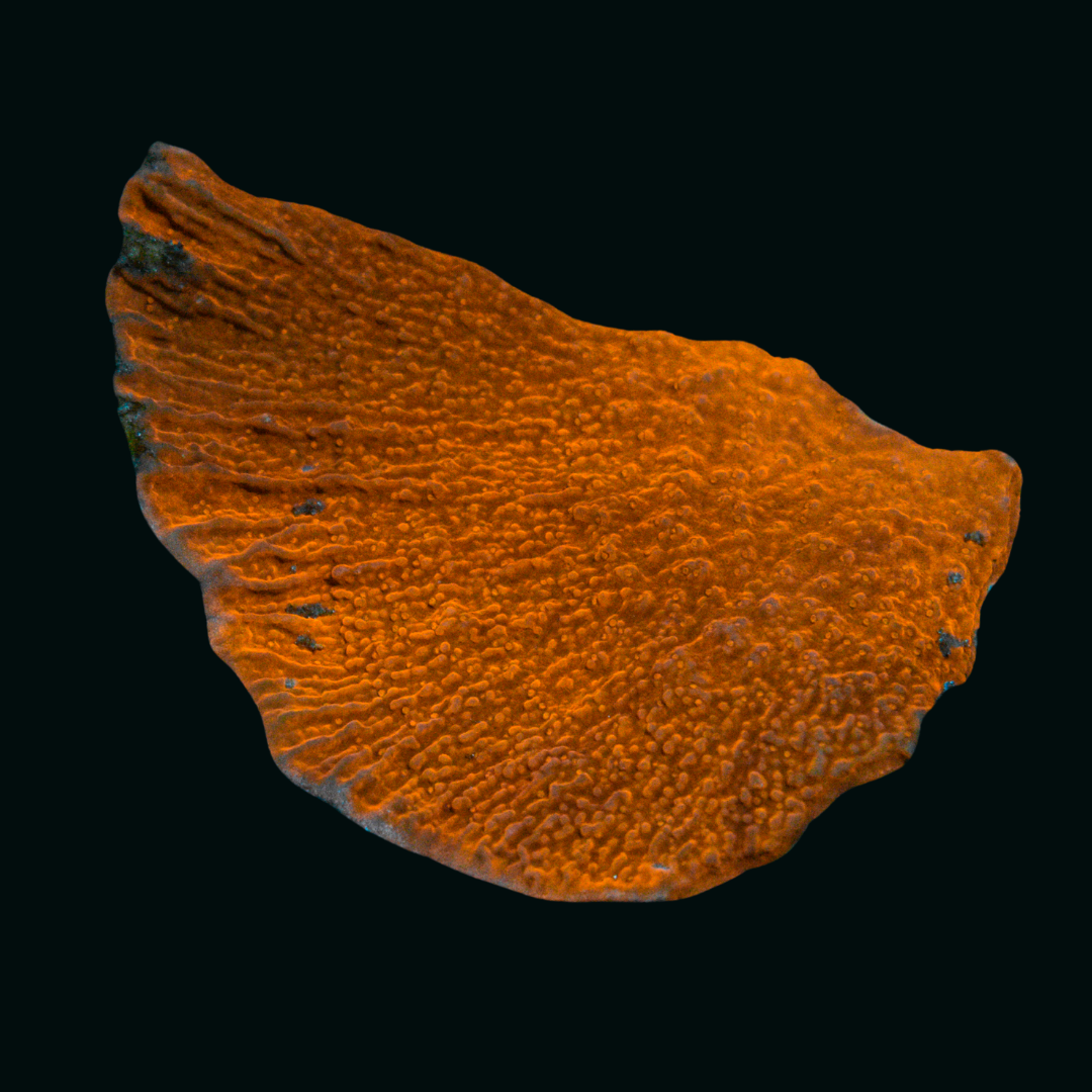 WYSIWYG Orange Montipora 1