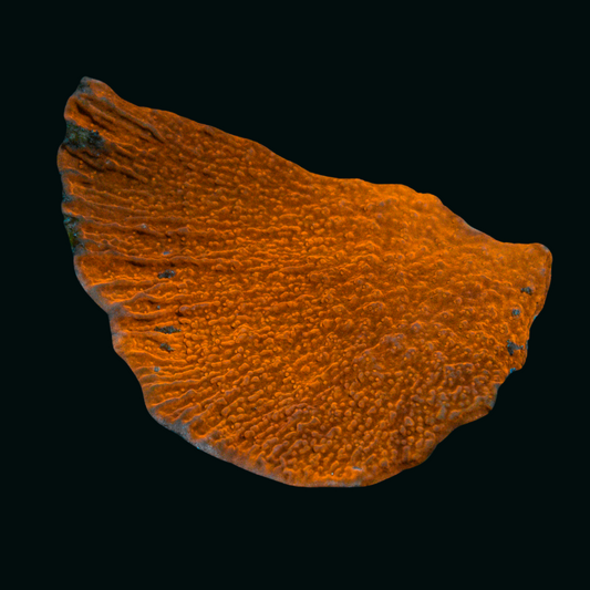 WYSIWYG Orange Montipora 1