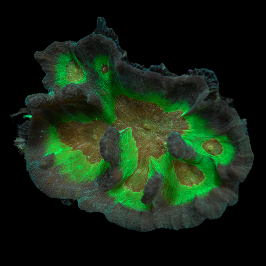 Pectinia Coral 2