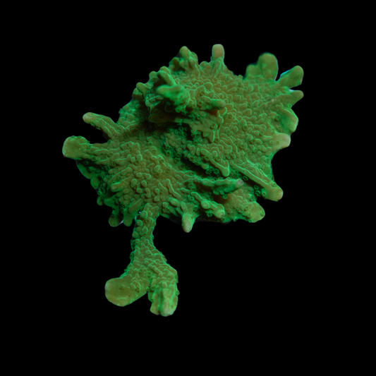 Green Hirsuta Frag 1