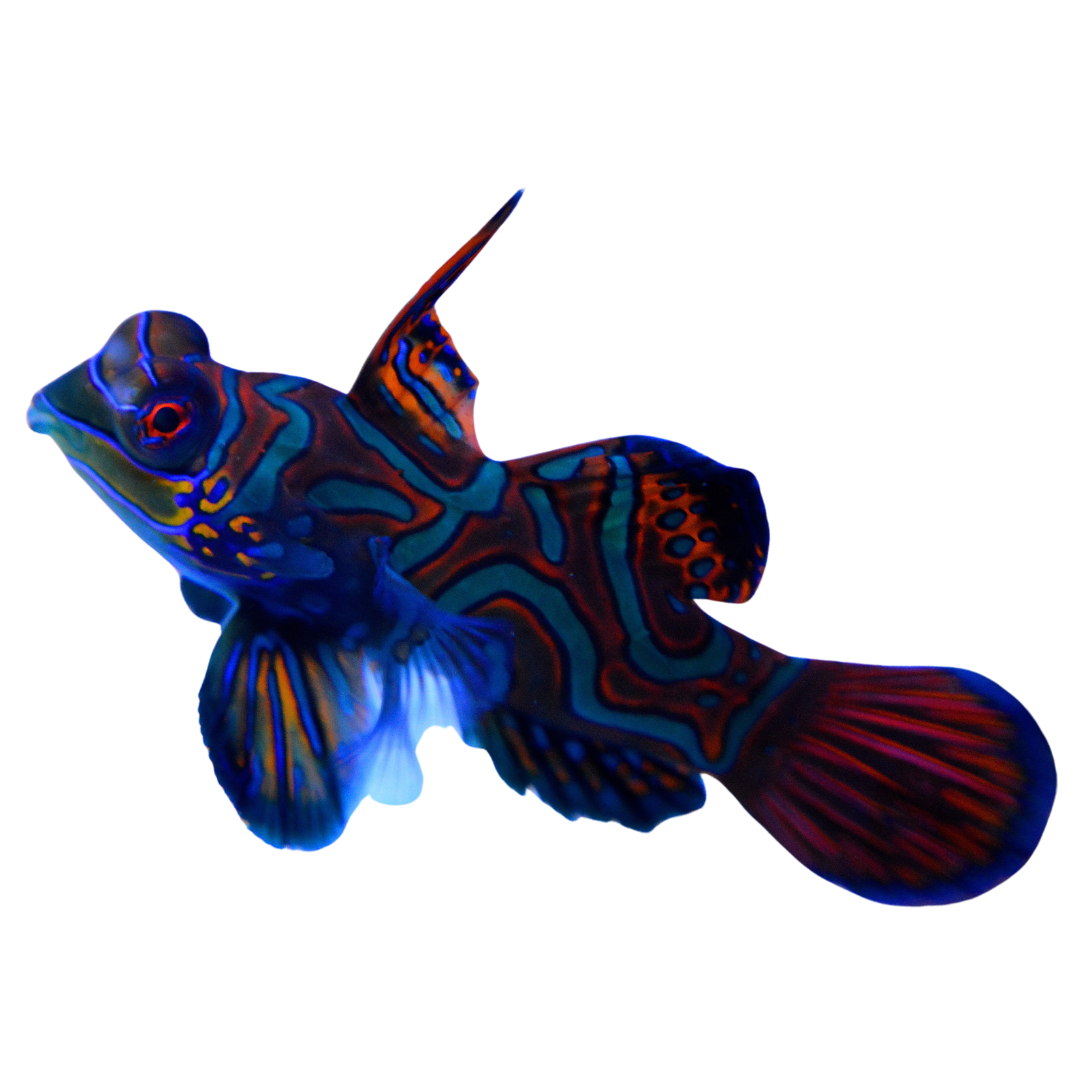 Blue Mandarin Goby (M/L)