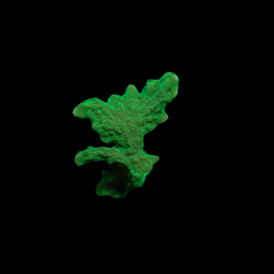 Green Hirsuta Frag 2