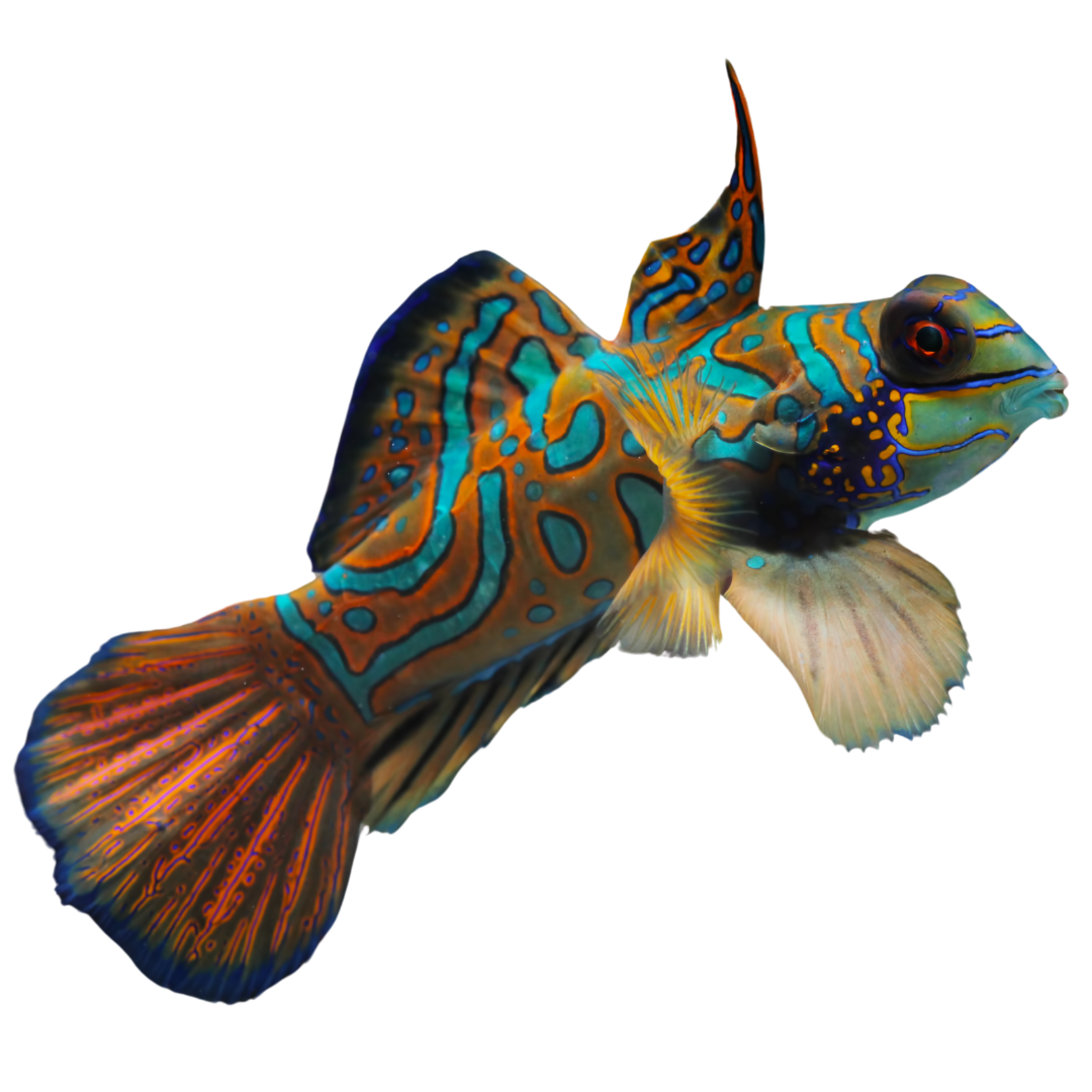 Blue Mandarin Goby (M/L)