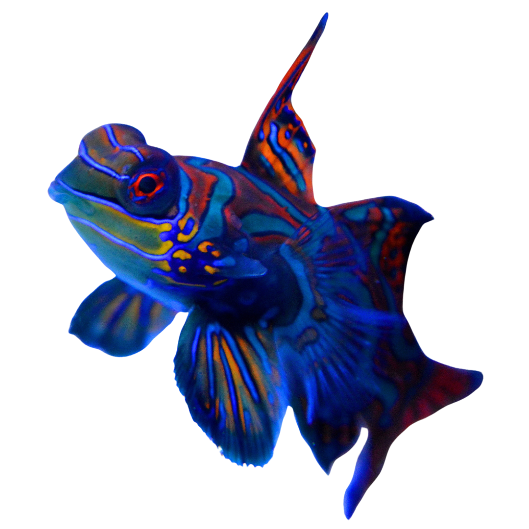 Blue Mandarin Goby (M/L)