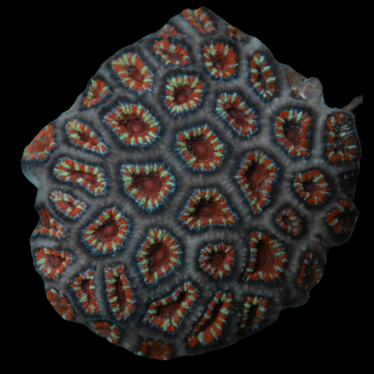 Acan Coral 3