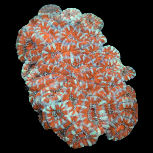 Acan Coral 1