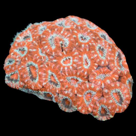 Acan Coral 2