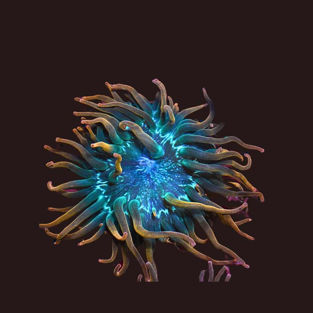 Rose Bubble Tip Anemone (medium)