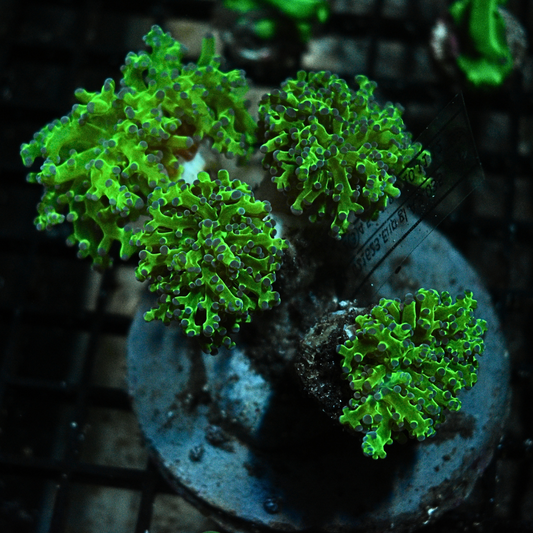 WYSIWYG Blue Tip Frogspawn Coral 5 Heads