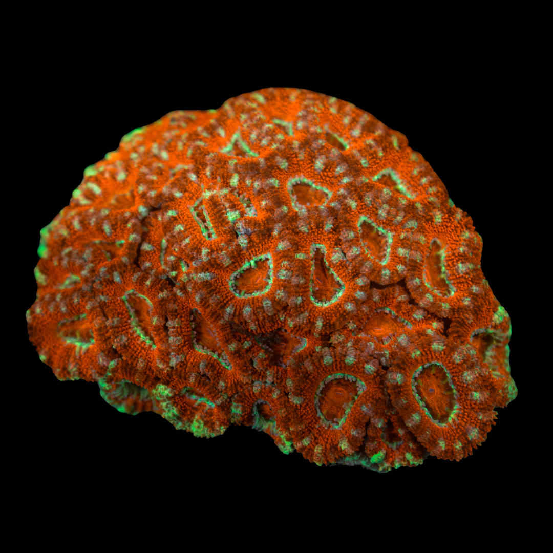 Acan Coral 2