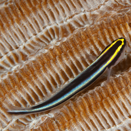 Tank Raised Sharknose Goby