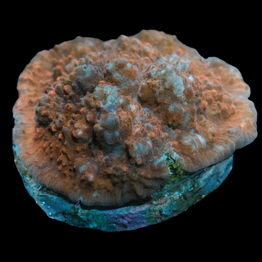 Red Chalice Coral 2