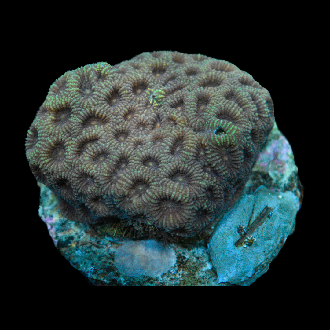 Brown / Dark Red Favia Coral