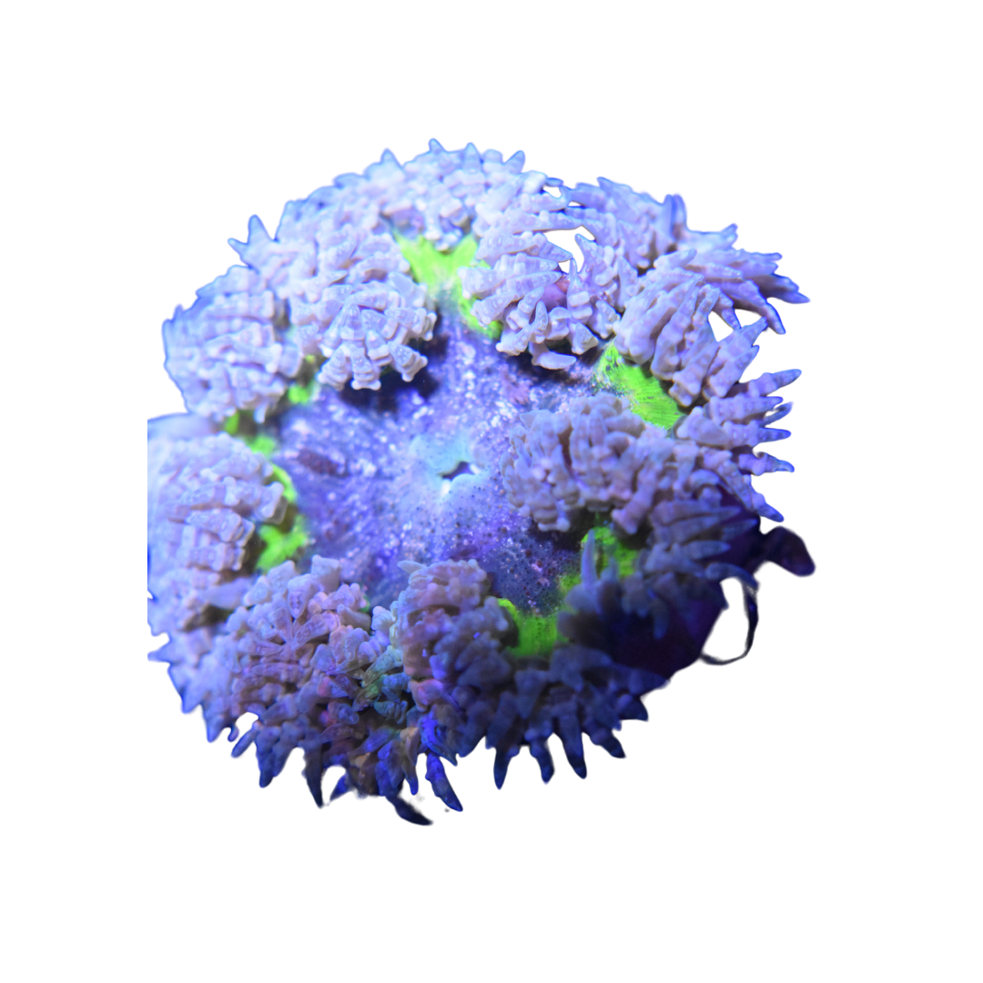 Green Burst Ultra Rock Flower Anemone (3 pack)