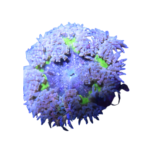 Green Burst Ultra Rock Flower Anemone (3 pack)