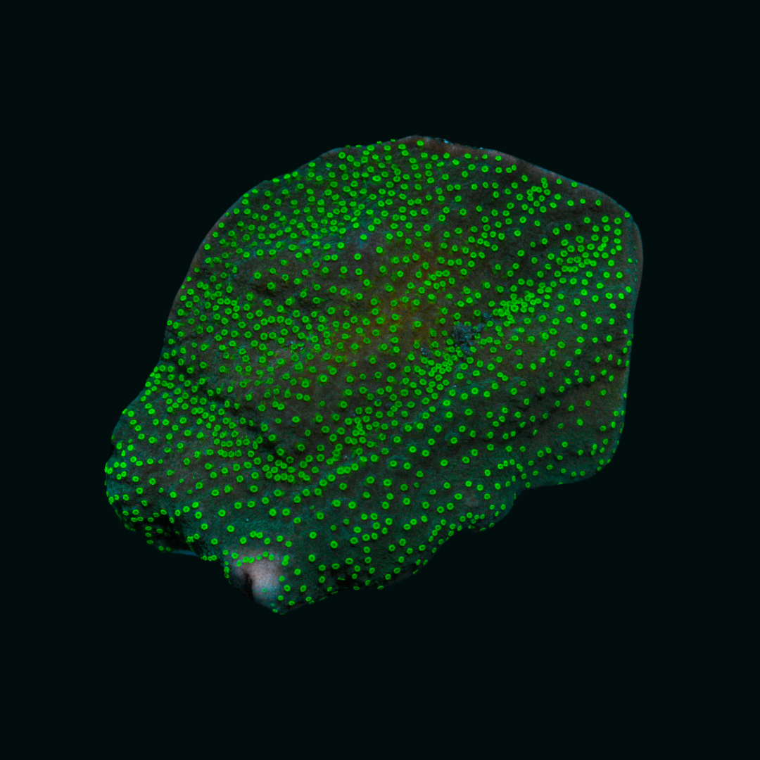 WYSIWYG Green Montipora 2