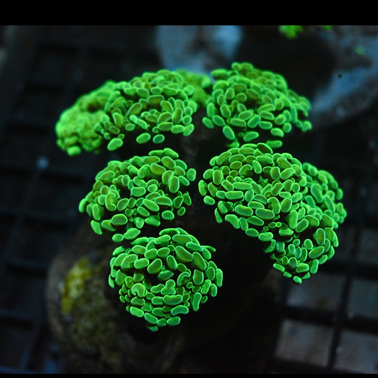 WYSIWYG Green Indo Hammer Coral 10 heads