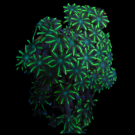 Green Lazer Star Polyp Coral