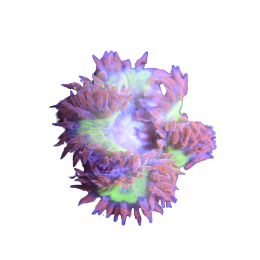 Atomic Green and Red Ultra Rock Anemone