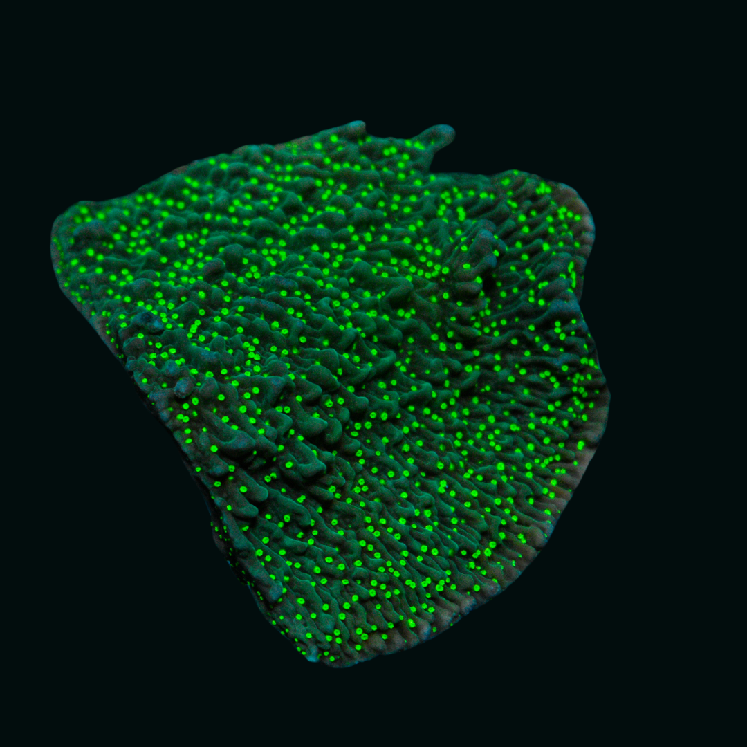 WYSIWYG Green Montipora 3