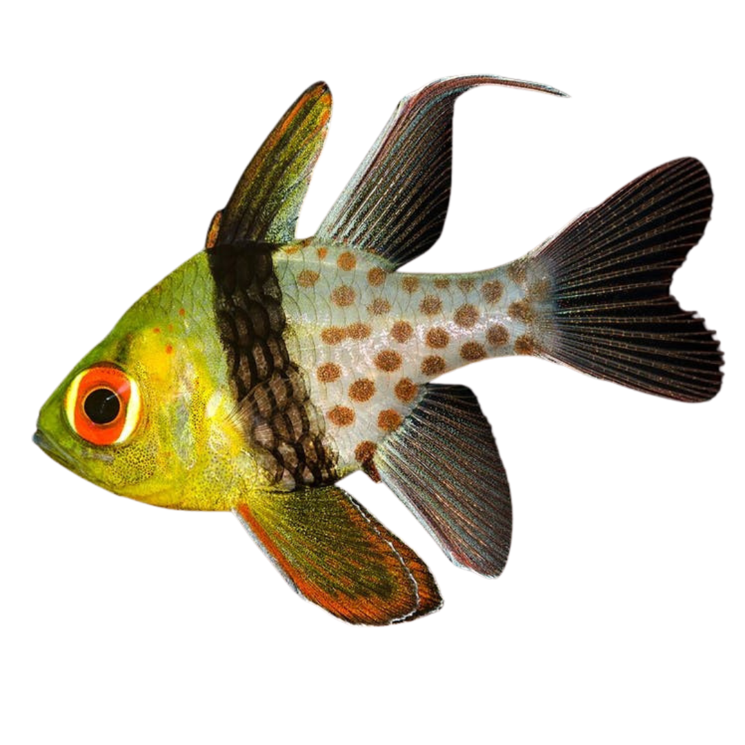 Pajama Cardinalfish (small)