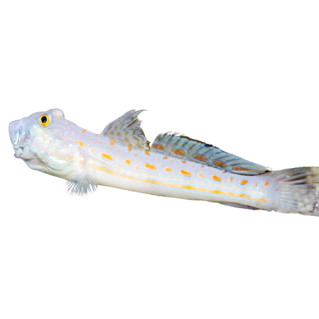 Diamond Goby (small)