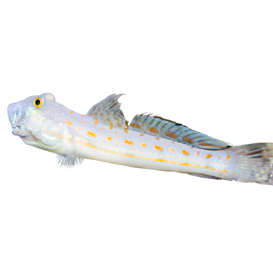 Diamond Goby (small)