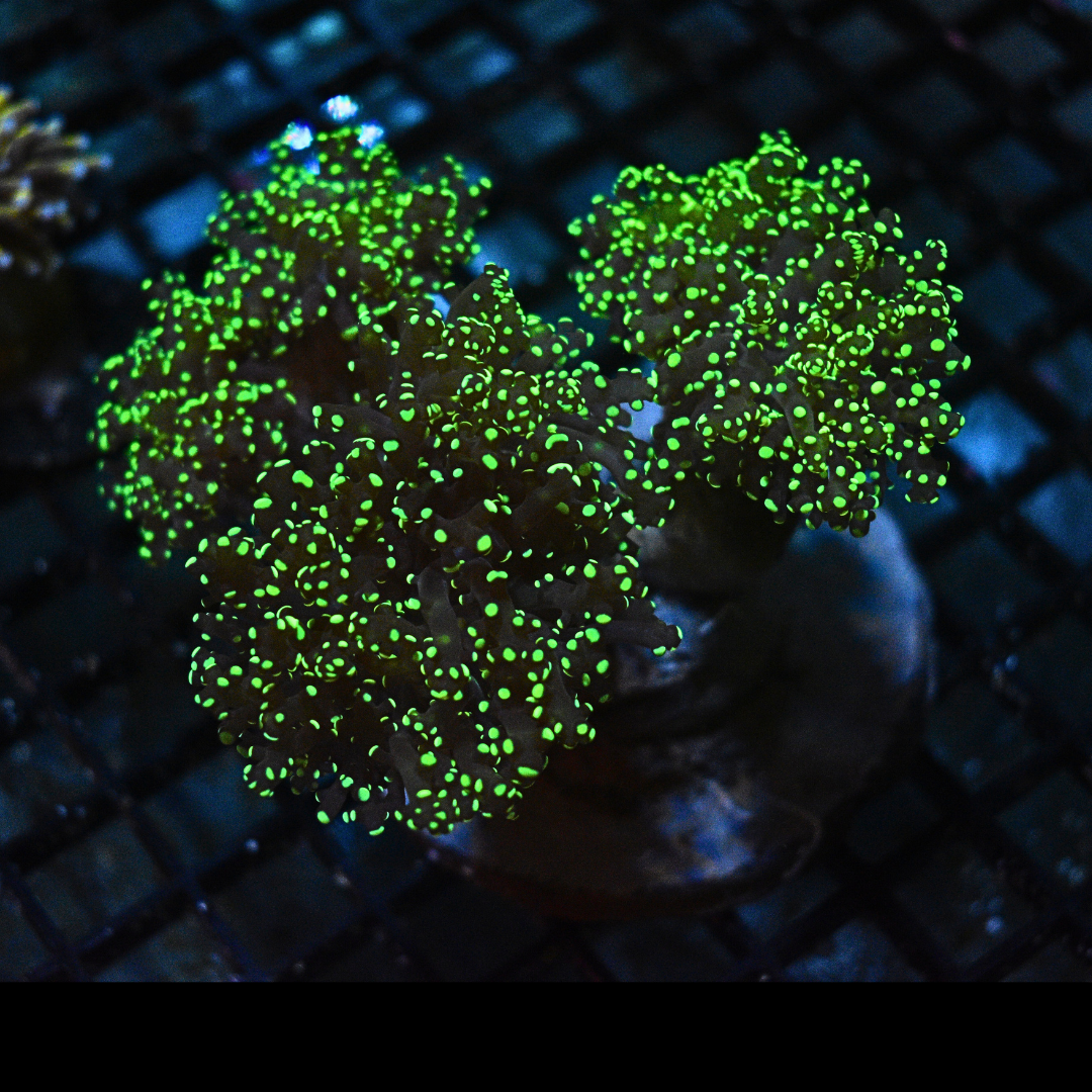 WYSIWYG Green Tipped Frogspawn Coral 3 Heads