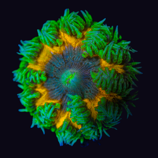 WYSIWYG Ultra Rock Flower Anemone 19