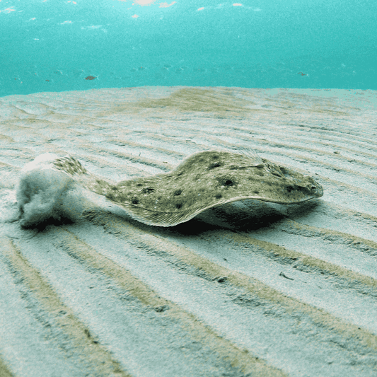 Atlantic Flounder (3-5 inches)