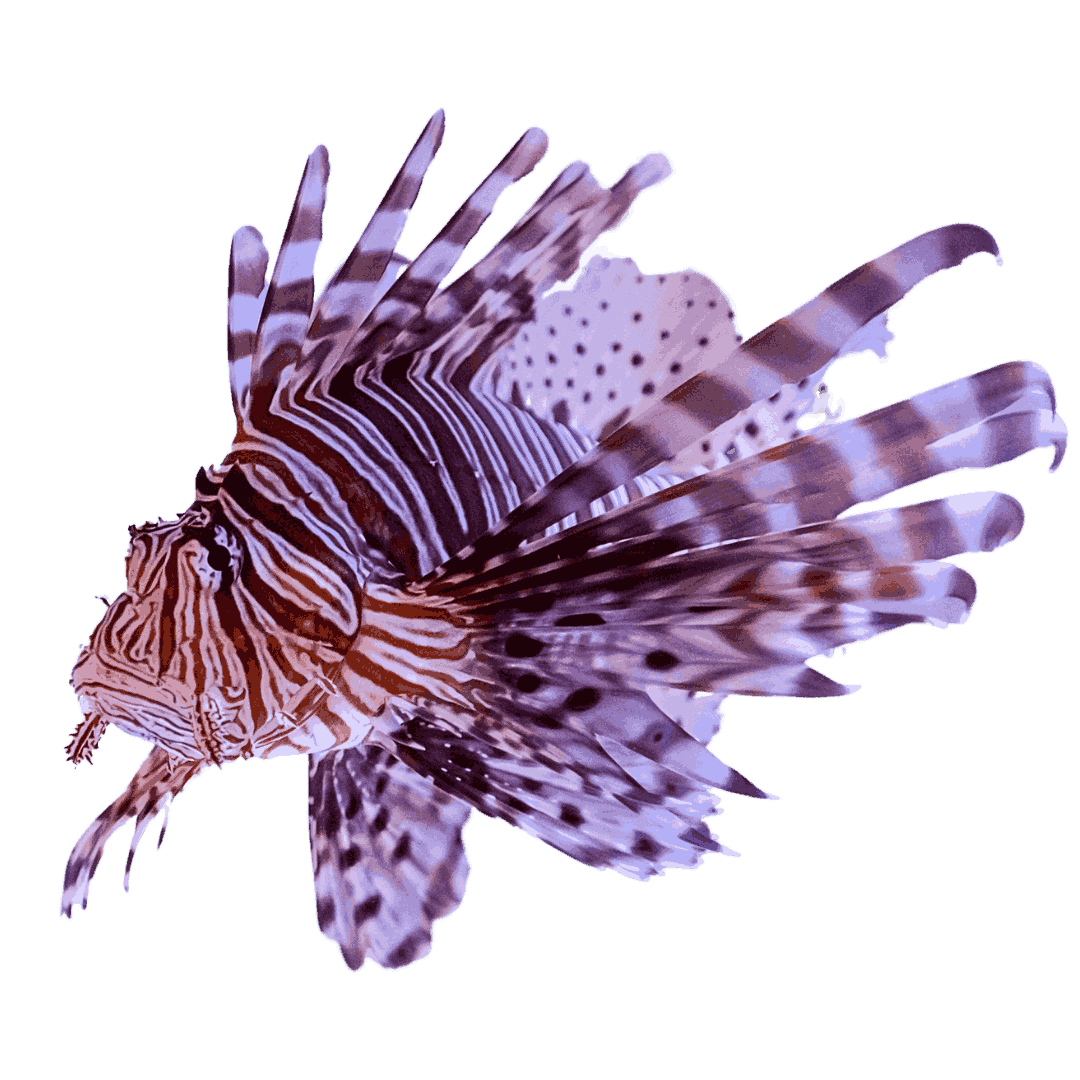 Atlantic Volitan Lion Fish Medium 3-5 inches