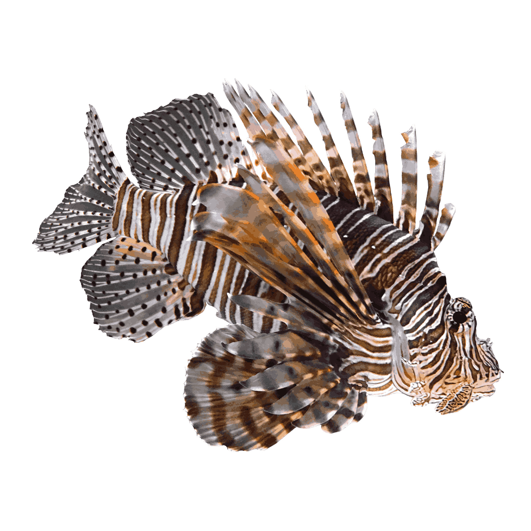 Atlantic Volitan Lion Fish XLarge 8-10 inches