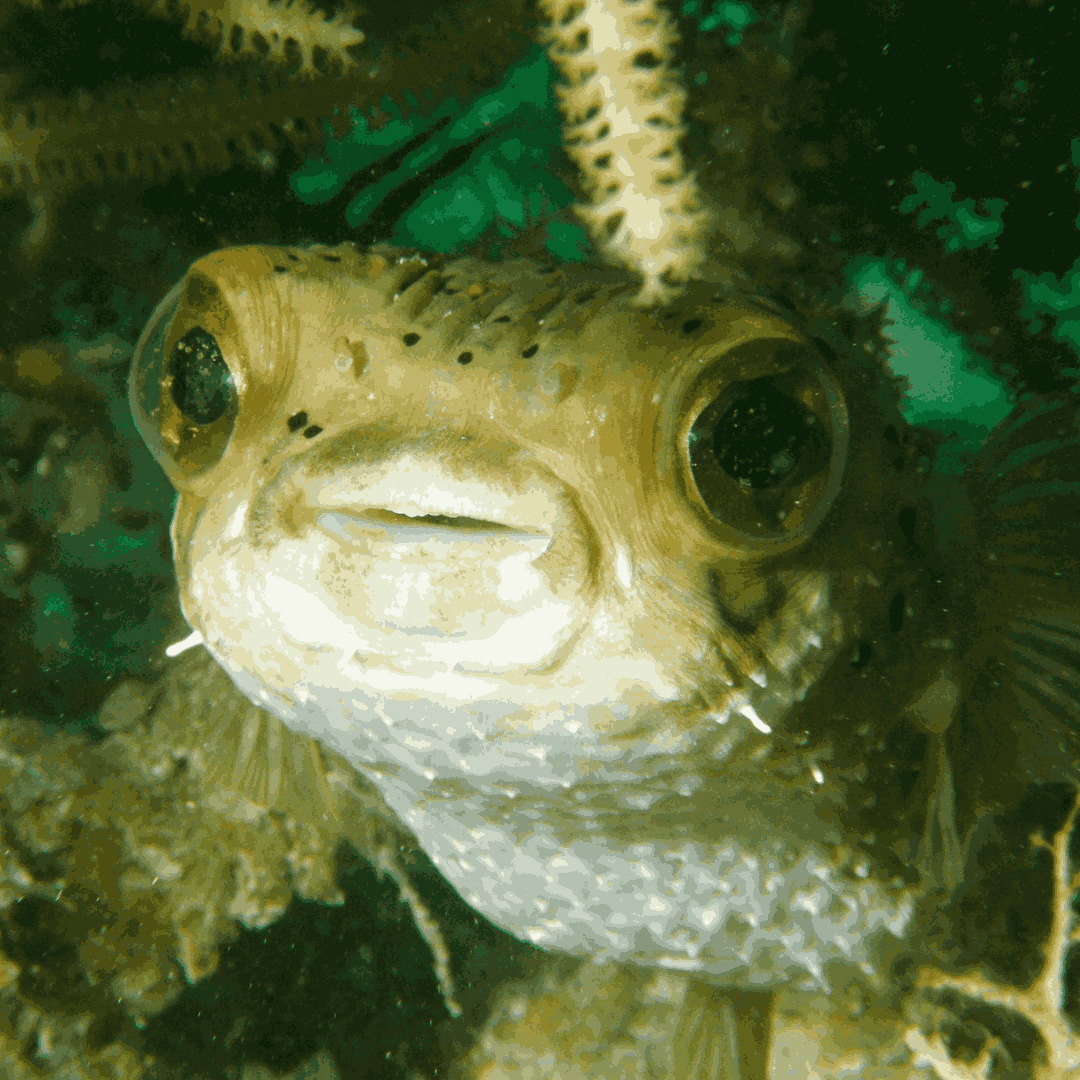 Balloon Puffers/ Spiny Porcupine Fish