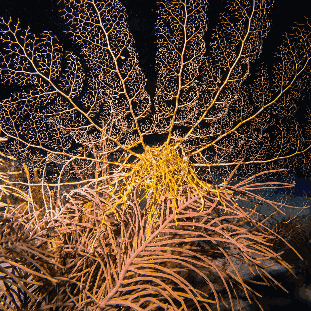 Basket Starfish