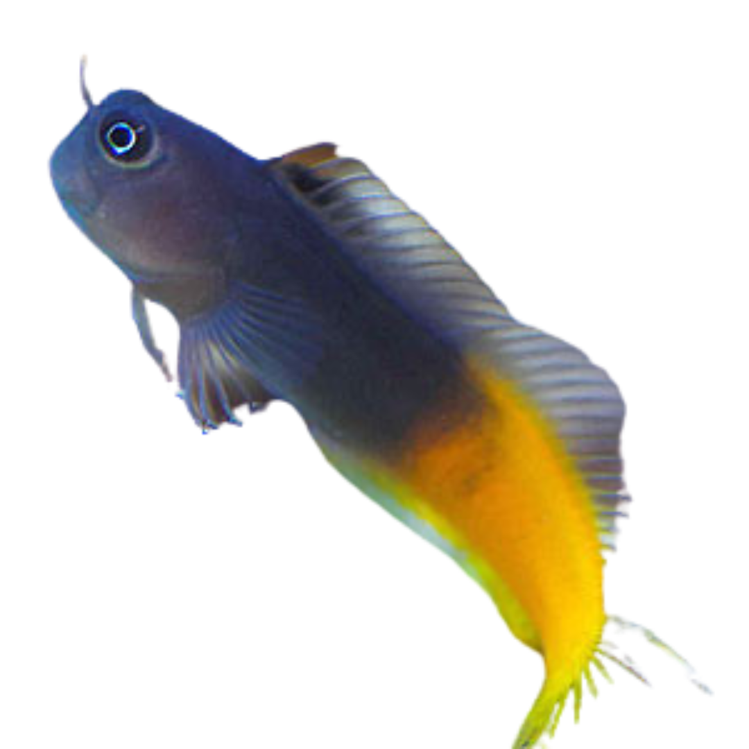 Buy Bicolor Blenny