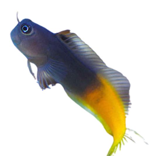 Buy Bicolor Blenny