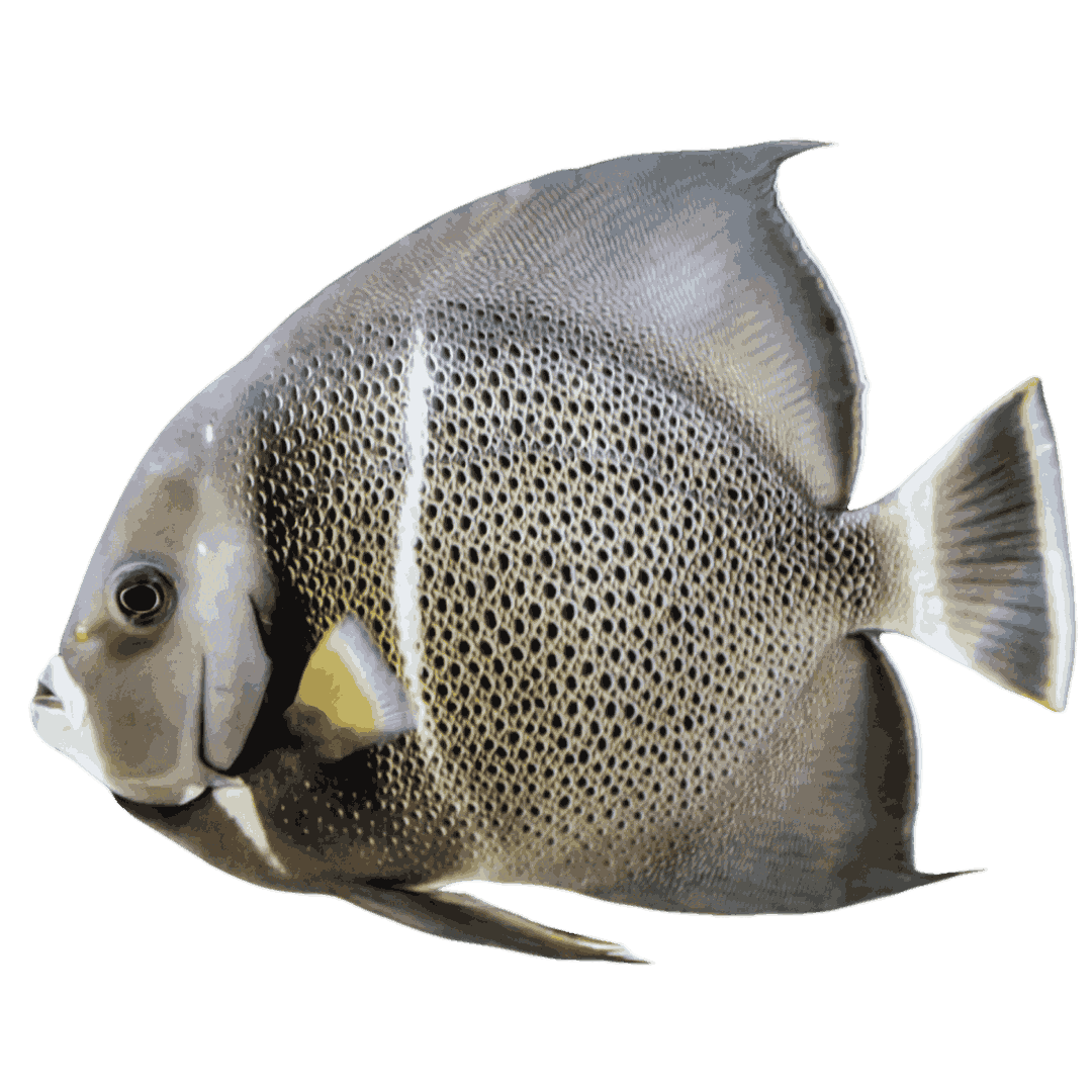 Black Angelfish (Large 5-7 inches)