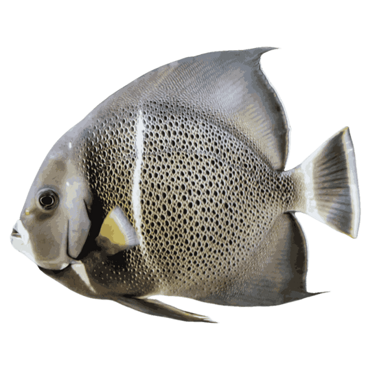 Black Angelfish (Large 5-7 inches)