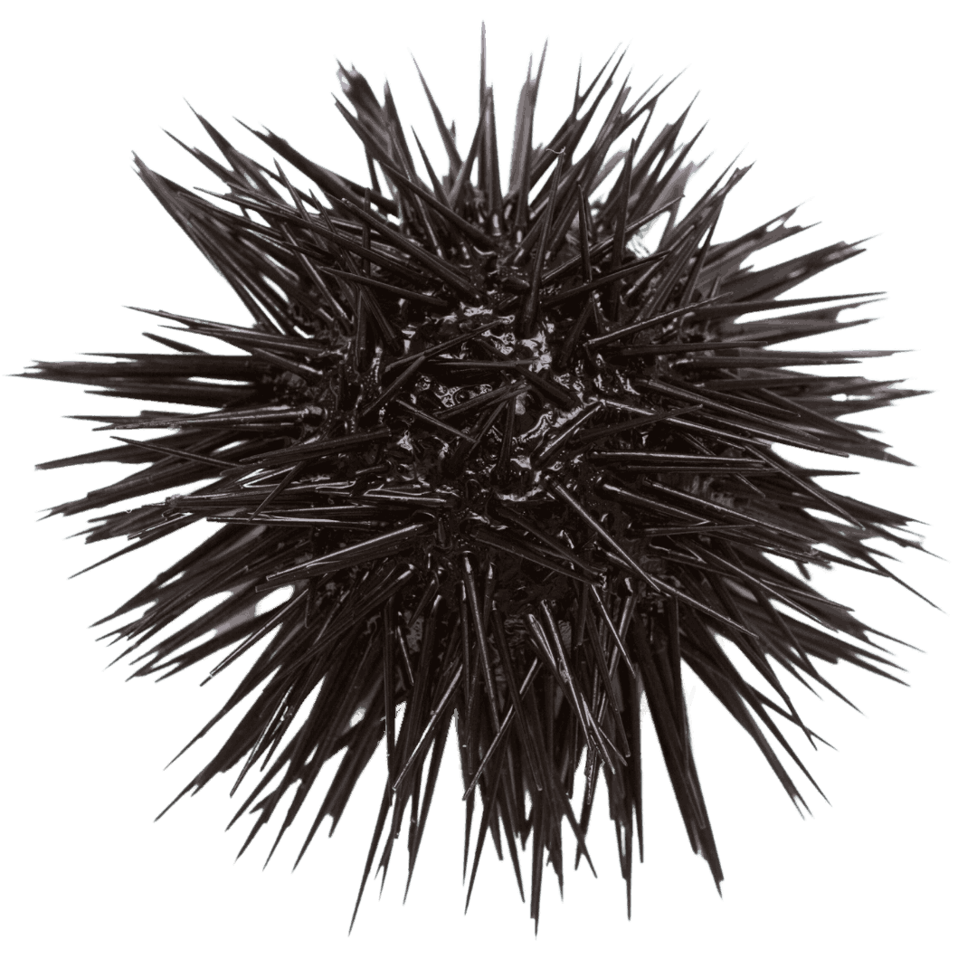 Black Rock Urchin