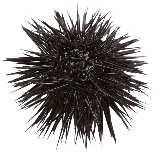 Black Rock Urchin