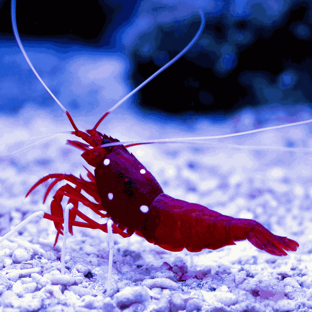 Blood Red Fire Shrimp