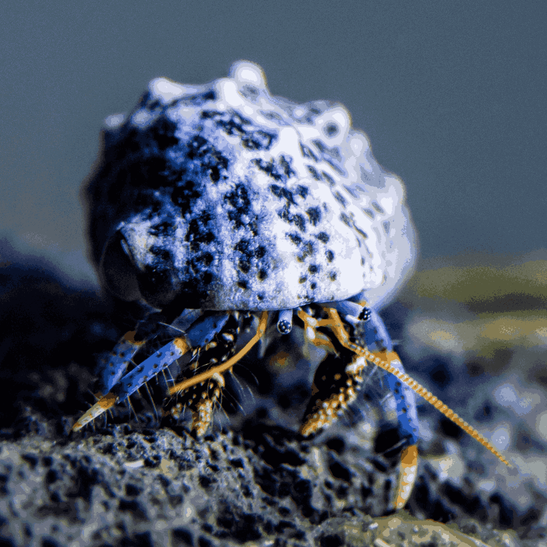 Blue Leg Hermit Crabs