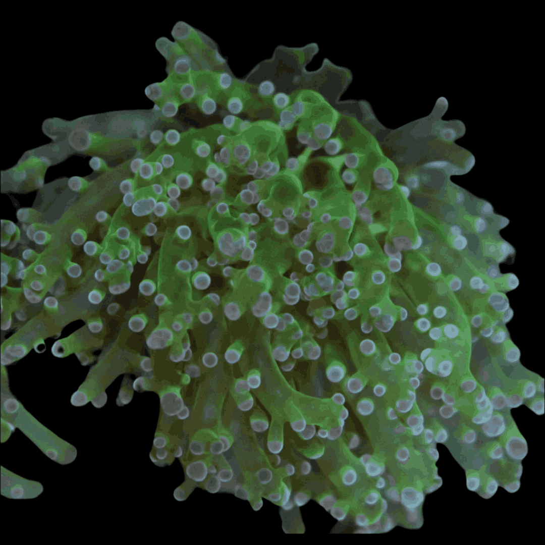 Blue Tip Frogspawn Coral